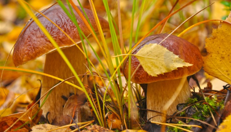 Советы начинающему грибнику