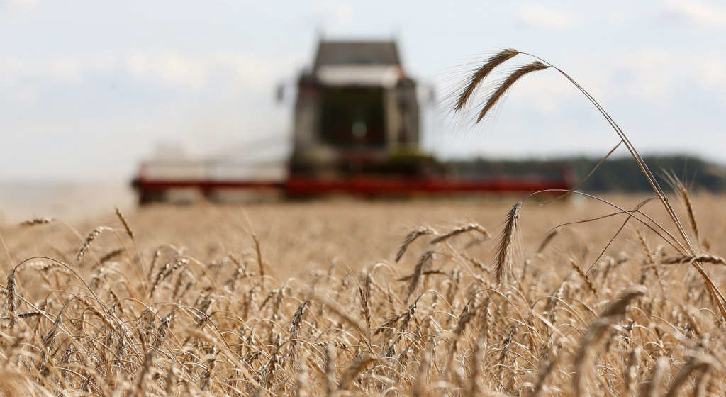 Российский экспорт пшеницы в текущем году вырос на 270% и составил 676 тыс. тонн