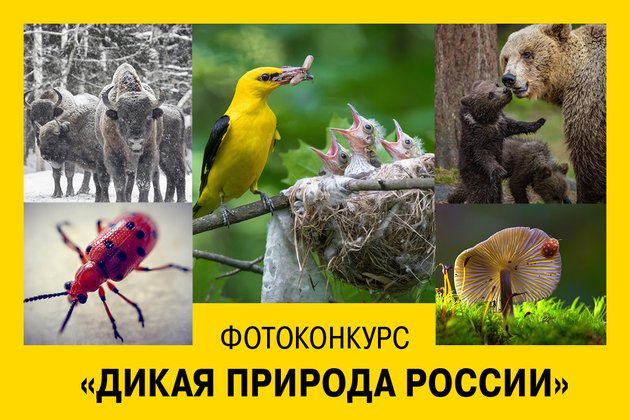«Дикая природа России — 2018»: три дня до завершения приема работ