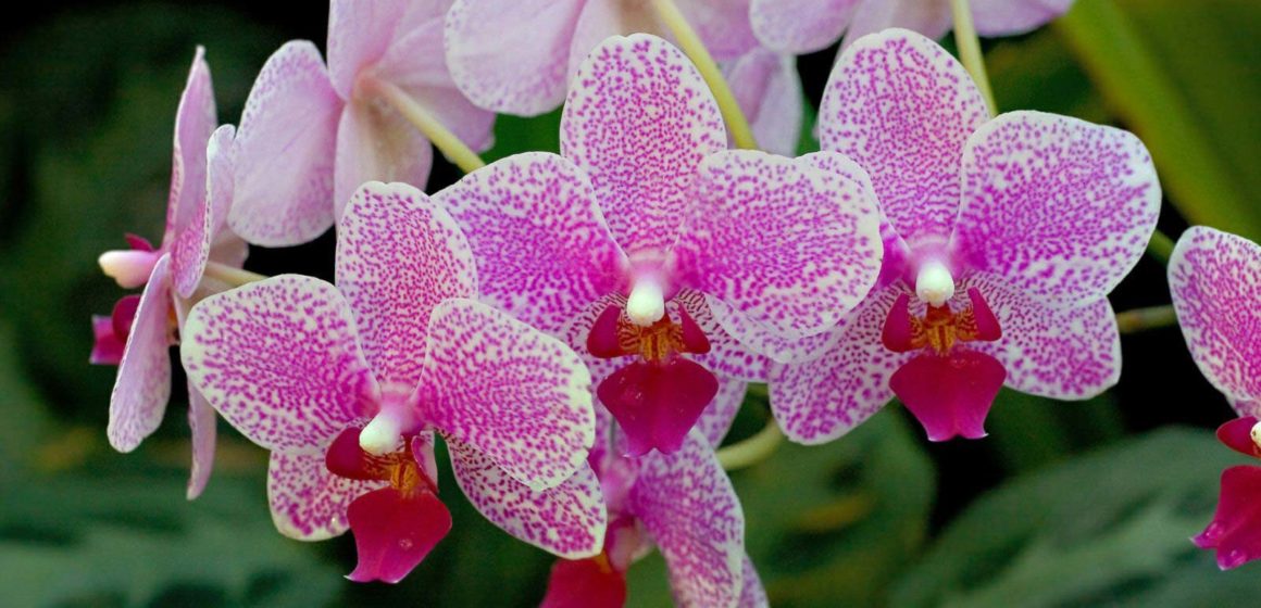 5 интересных фактов о происхождении орхидеи, которые нужно знать всем