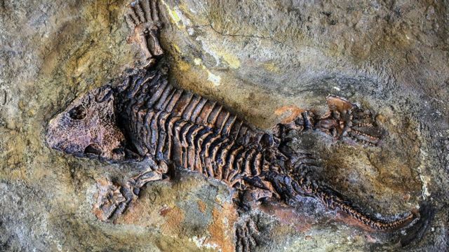 12e74cfe6b50748161574fb0c6915ea1 Как стать окаменелостью и войти в историю навсегда