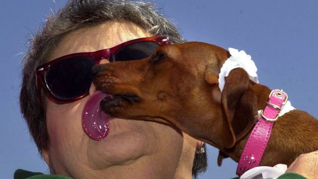 Откуда у наших домашних любимцев отвратительные привычки