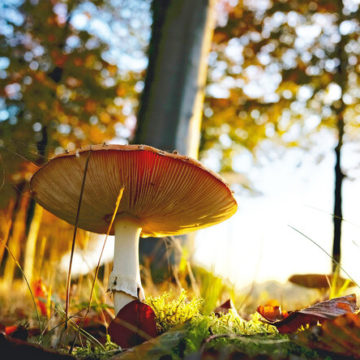 Как избежать отравления грибами?