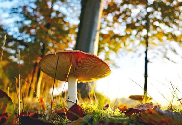 Как избежать отравления грибами?
