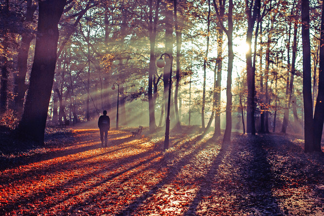 Что будет с организмом, если каждый день начинать с прогулки?