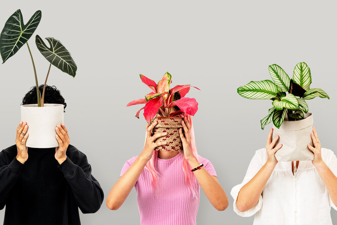 d7fe613ce82743e3558dfad72ceae2f3 Какую пользу приносят растения в доме или офисе: 7 причин обзавестись хотя бы фикусом