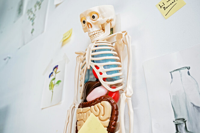 Вопрос из школьного курса анатомии, на который не ответят 80 % взрослых: проверьте свои знания