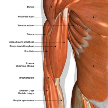 20 лучших упражнений на бицепс для тренировок по наращиванию мышечной массы