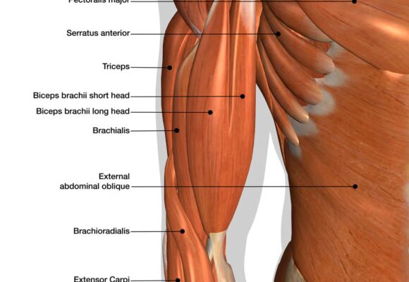 20 лучших упражнений на бицепс для тренировок по наращиванию мышечной массы