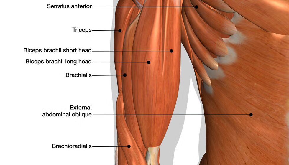 span-aria-hiddentrue-data-theme-keytitle-design-element-before-classcss-0-e68yk9k0spanthe-20-best-biceps-exercises-for-your-muscle-building-worko-eb8ac3e 20 лучших упражнений на бицепс для тренировок по наращиванию мышечной массы